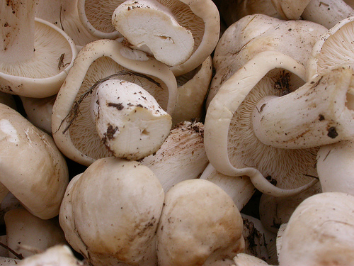 are mushrooms paleo
