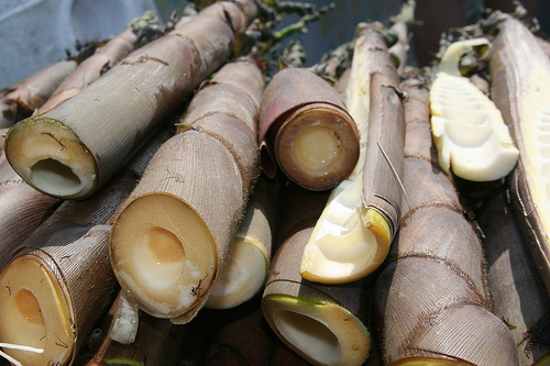 are bamboo shoots paleo