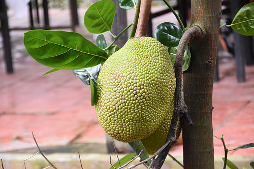 is jackfruit paleo
